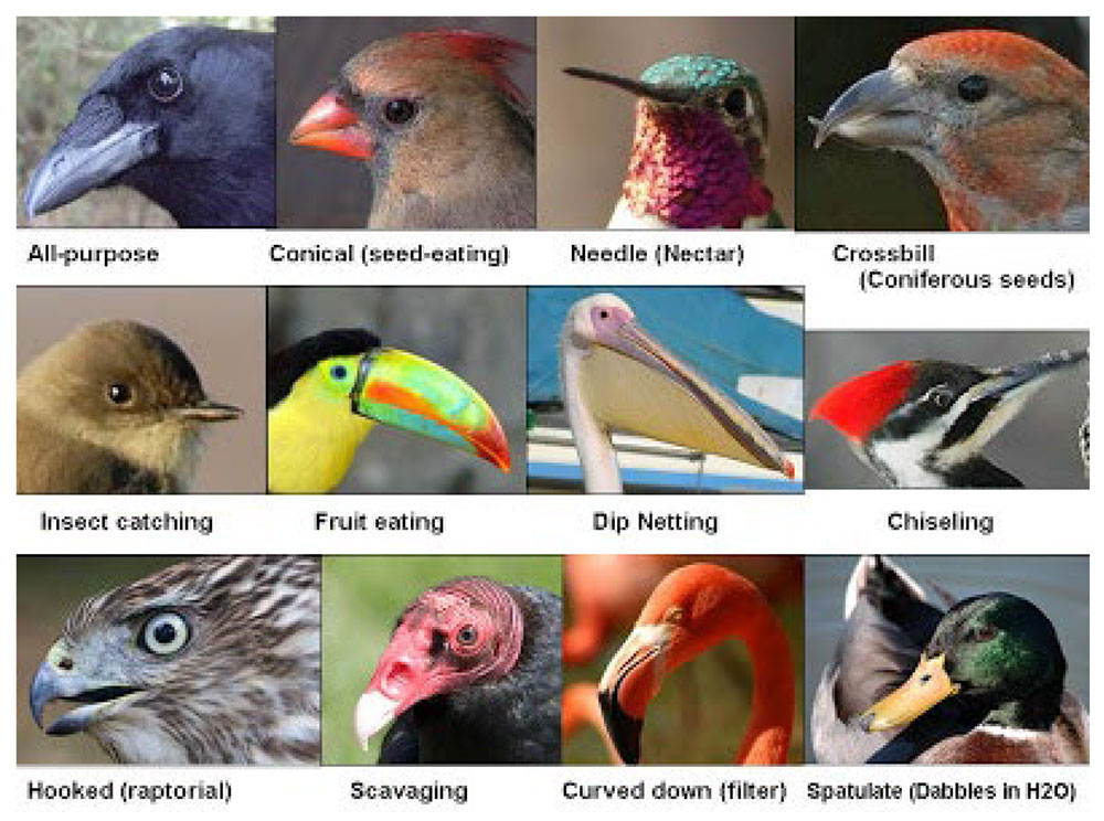 Beaks Of Different Sizes