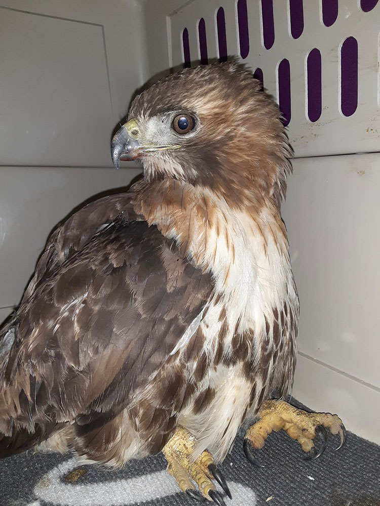 Red Tail recovering well