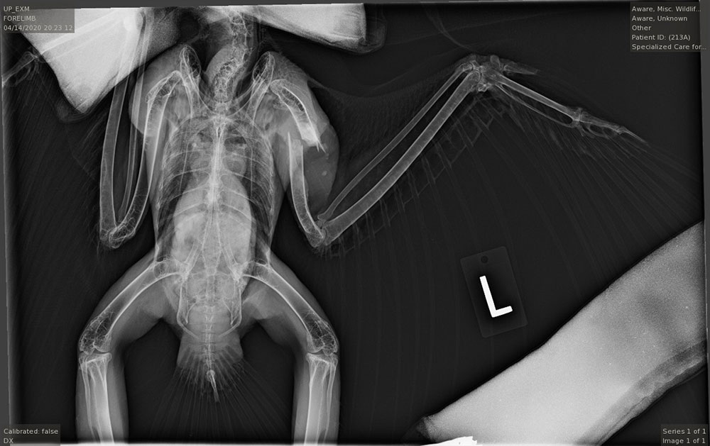 Red Tail X-Ray